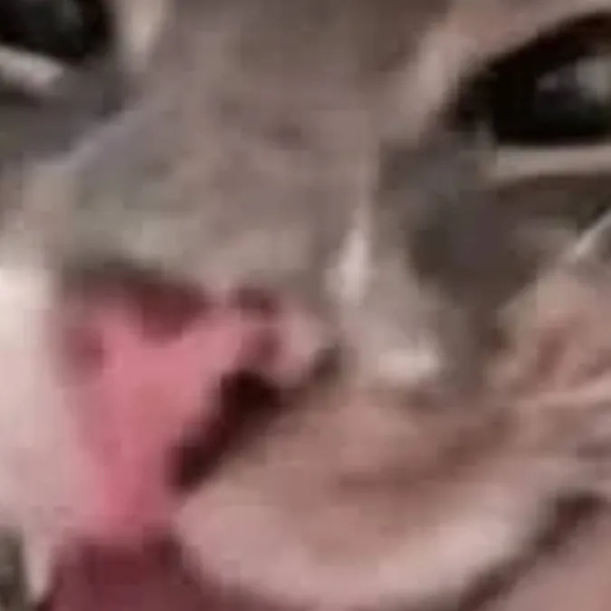 chat with ai character: kitty rants