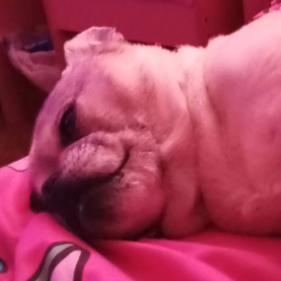 chat with ai character: muzan, his lil sis