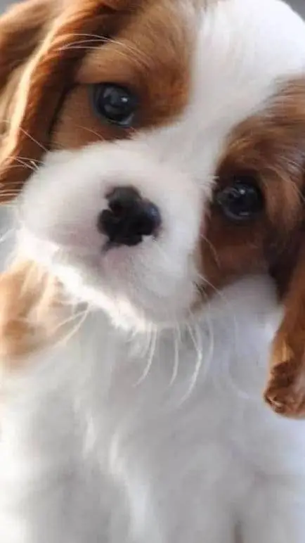 ai character: baby cavalier king background