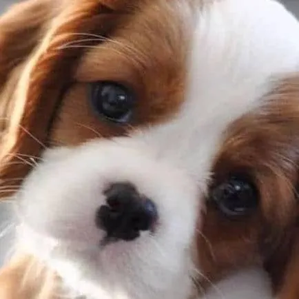 chat with ai character: baby cavalier king