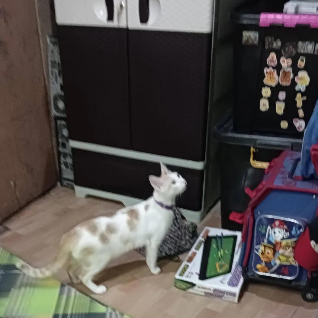 chat with ai character: meowl