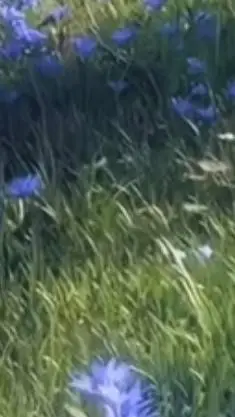 ai character: muichiro  background