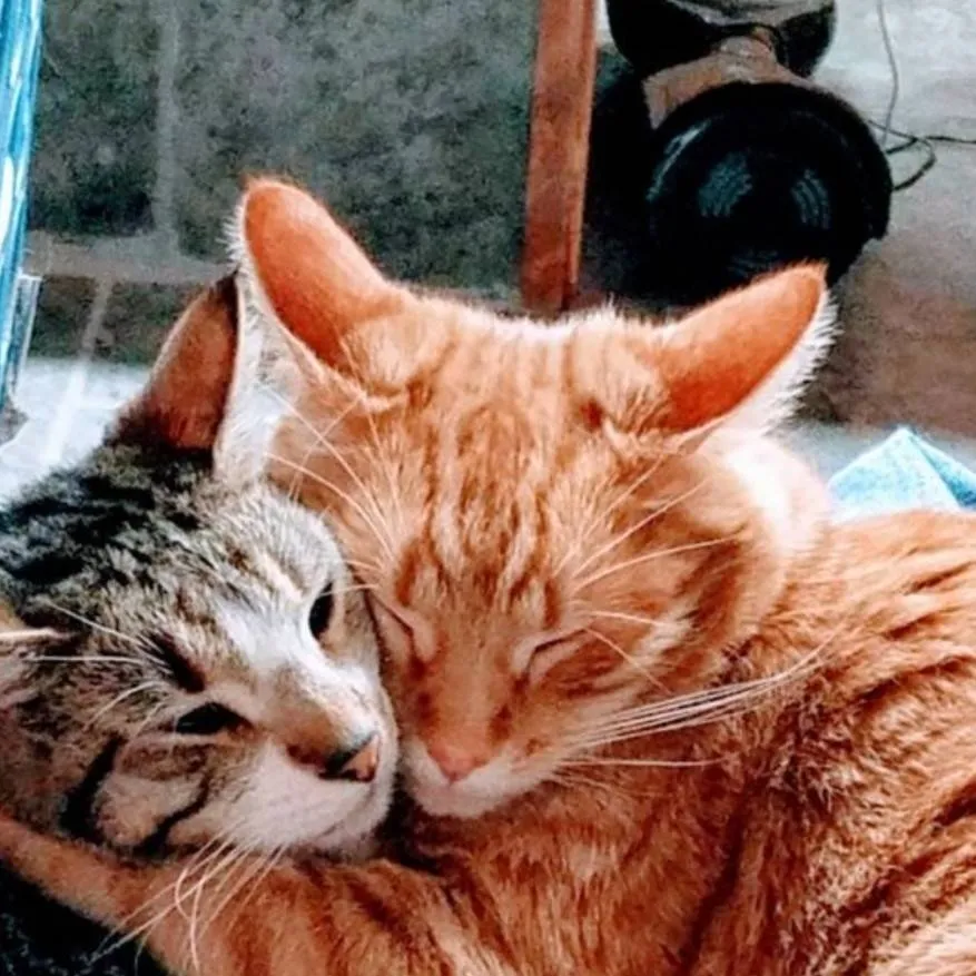 chat with ai character: Fire'star