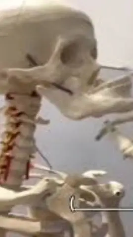 ai character: Mundo Calaca (8) background