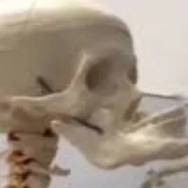 chat with ai character: Mundo Calaca (8)