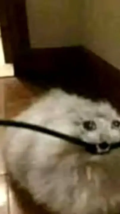 ai character: tercer talkie background