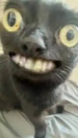 ai character: gato background