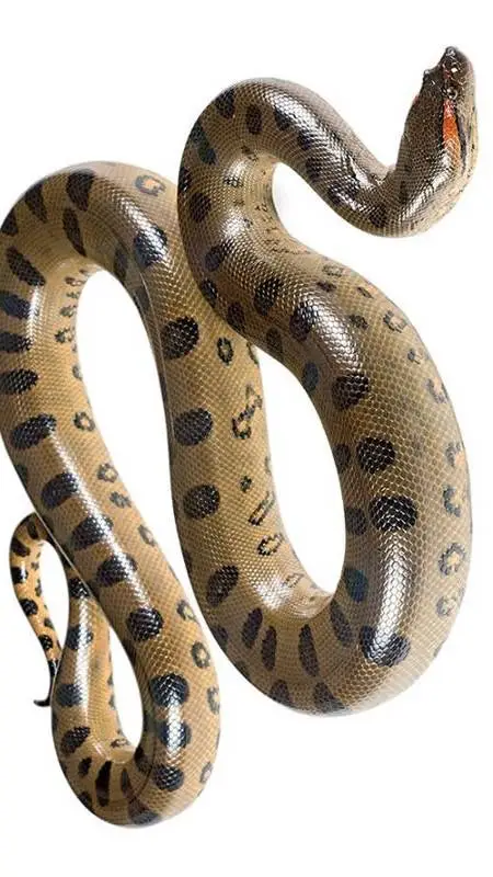 ai character: Anaconda 🐍 background
