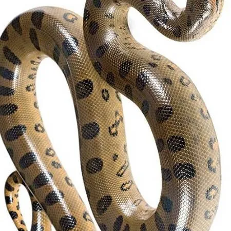 chat with ai character: Anaconda 🐍