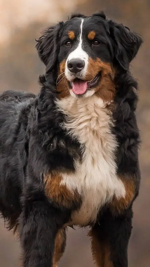 ai character: dogs 2 background