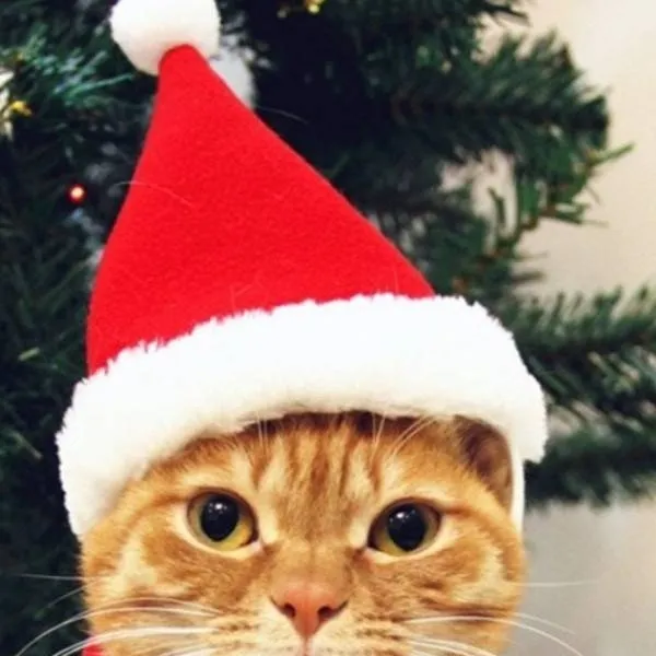 chat with ai character: Аверис