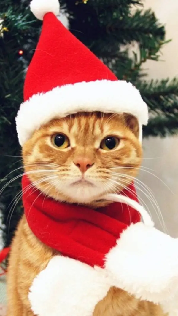 ai character: Аверис background