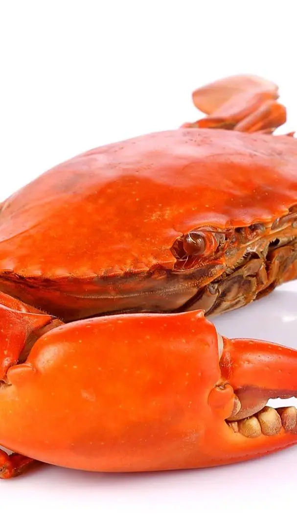 ai character: crab background