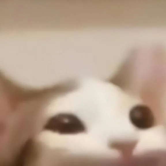 chat with ai character: popcat