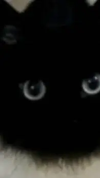 ai character: Black kitty🖤 background