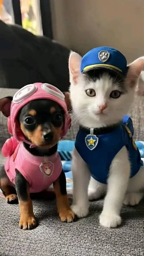 ai character: DW background