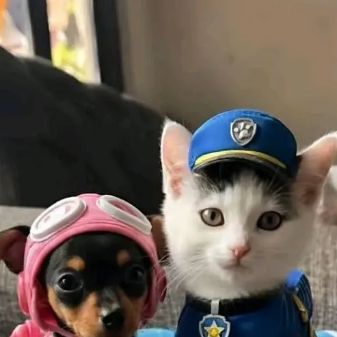 chat with ai character: DW