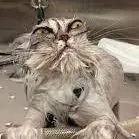chat with ai character: Apacho gato LIcat