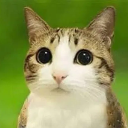 chat with ai character: meowl  