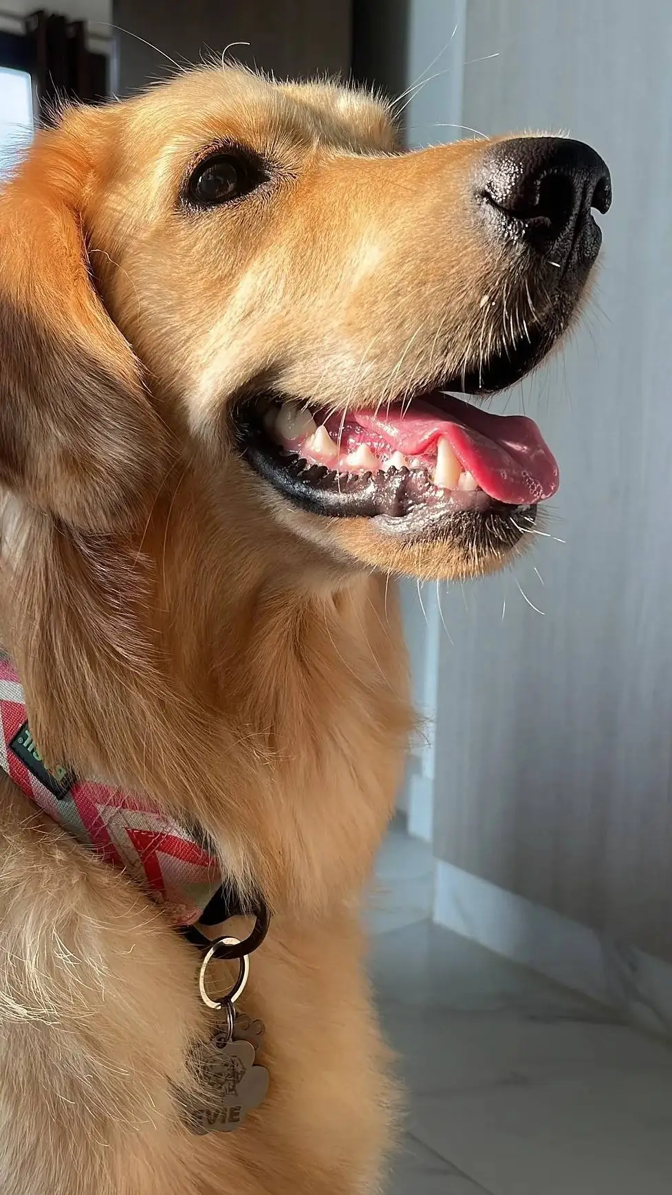ai character: Dog background