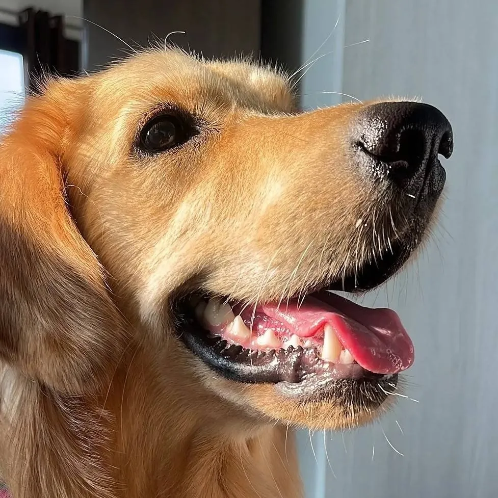 chat with ai character: Dog