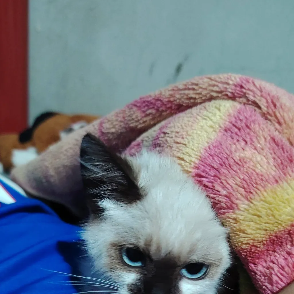 chat with ai character: gato callejero 