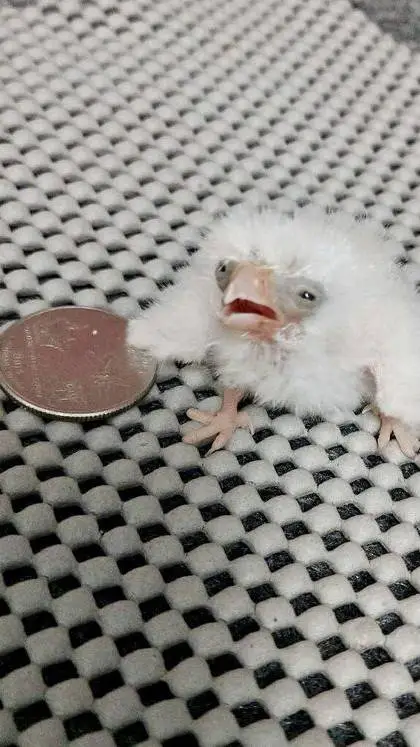 ai character: talkies borrados background