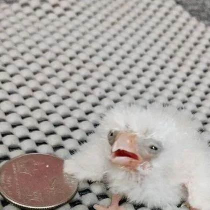 chat with ai character: talkies borrados