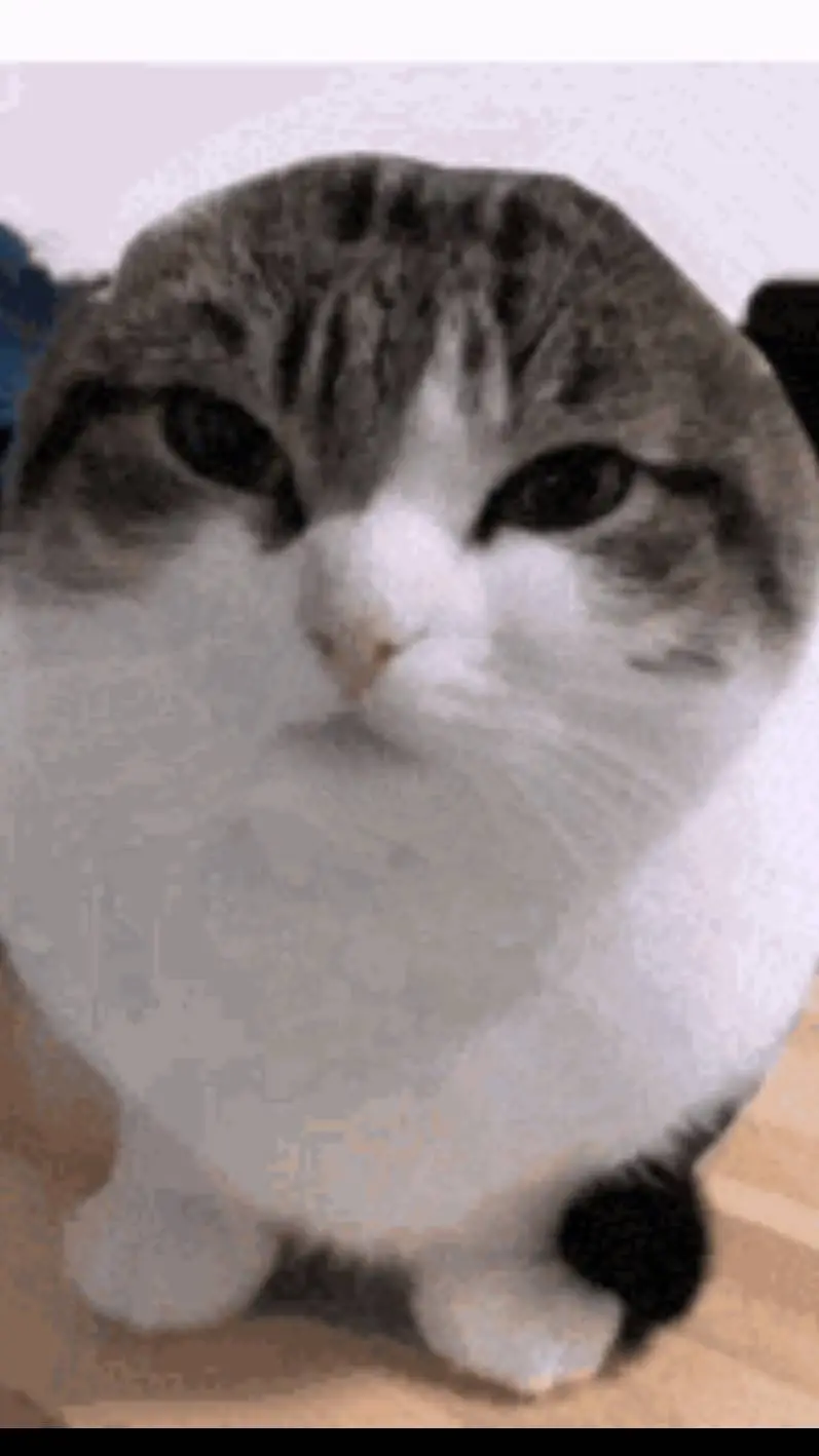 ai character: wawa cat background