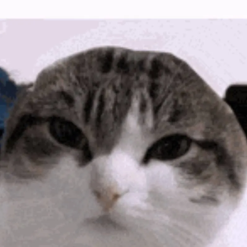 chat with ai character: wawa cat