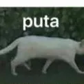 chat with ai character: rata put-🗣️🔥