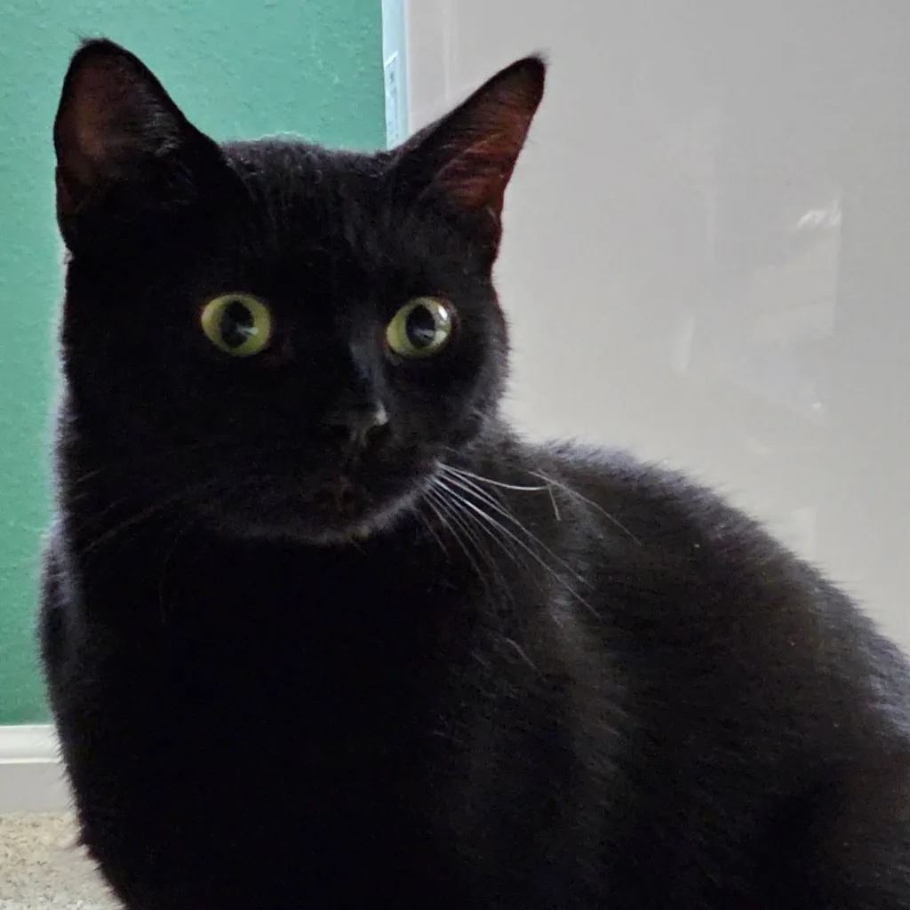 chat with ai character: Muning/Choshek