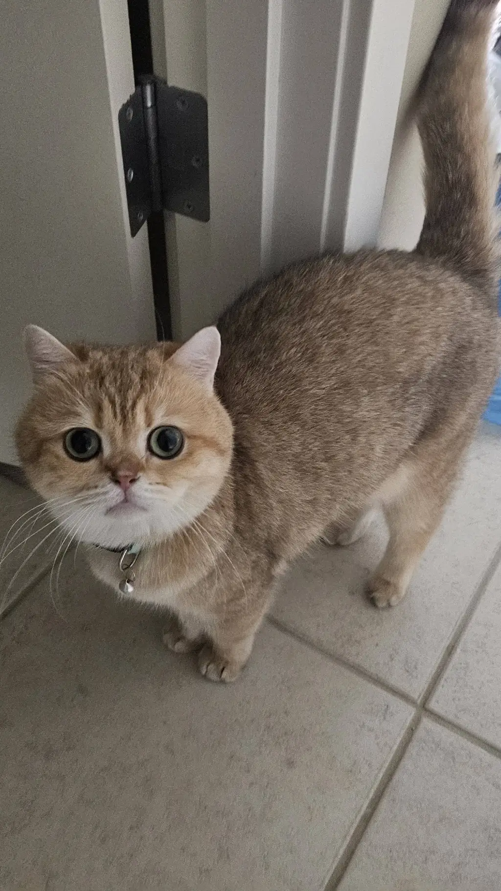 ai character: Mochi background