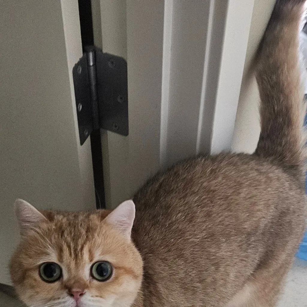 chat with ai character: Mochi