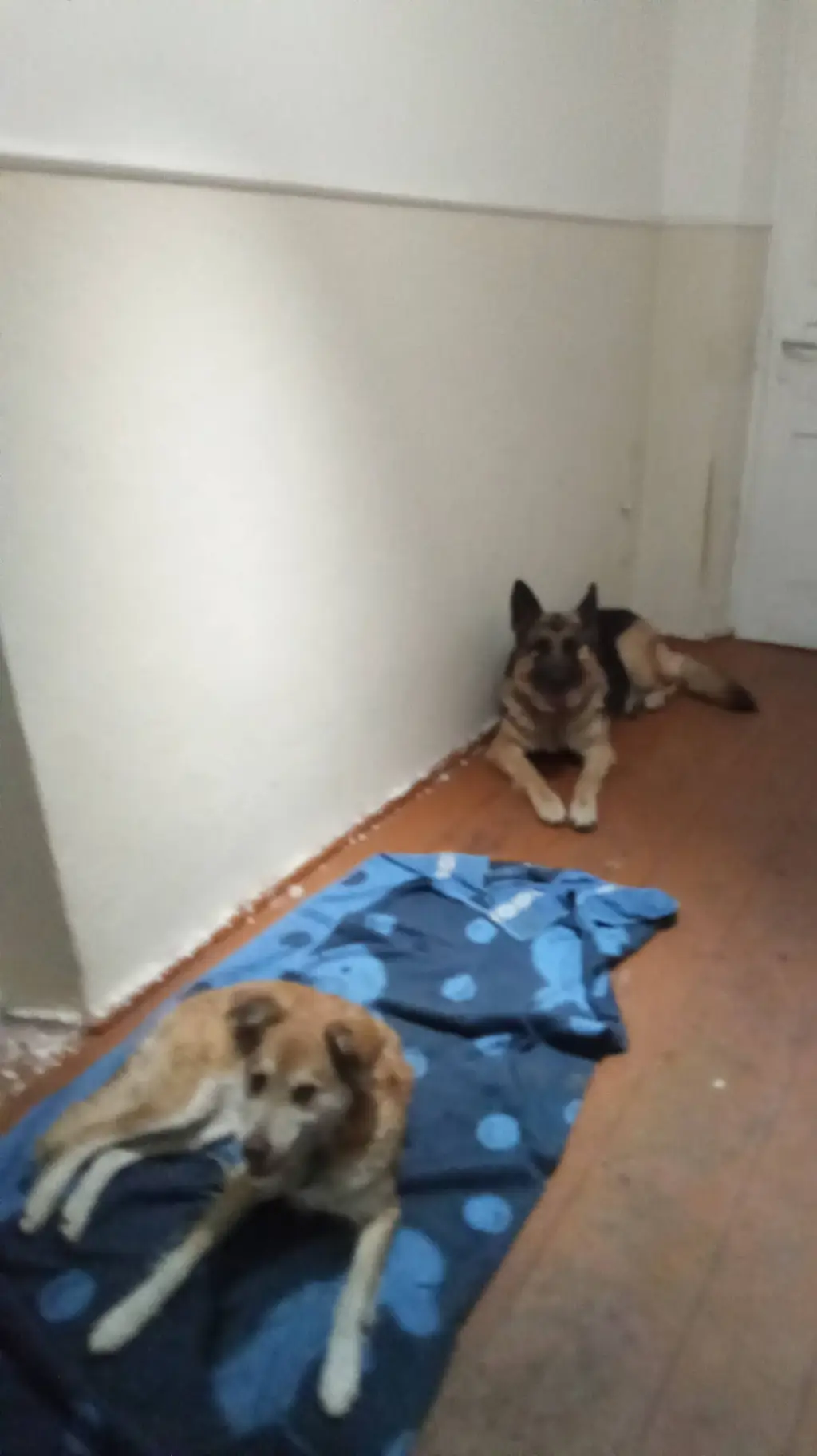 ai character: Собаки нб background