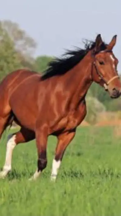 Talkie AI - Chat with Caballo 