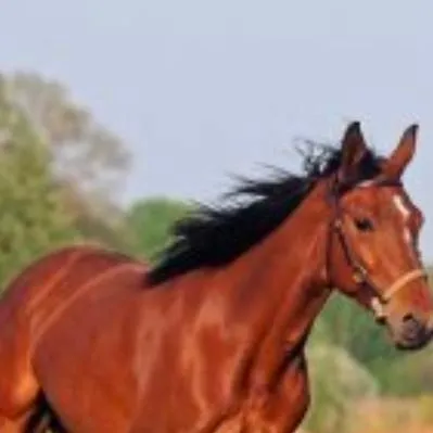 chat with ai character: Caballo 