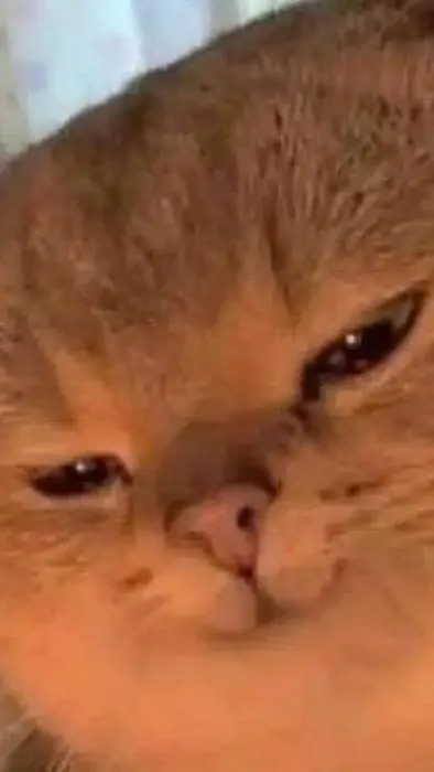 ai character: 𝘺𝘢𝘱𝘢𝘱𝘢 𝘬𝘪𝘵𝘵𝘺 background