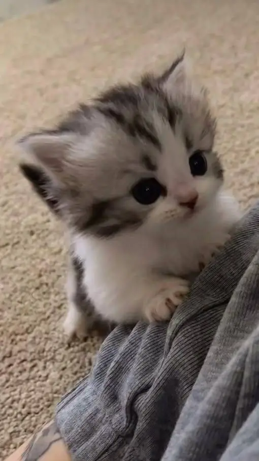 ai character: Miguelito chiquito background