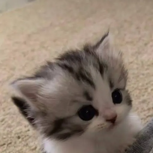 chat with ai character: Miguelito chiquito