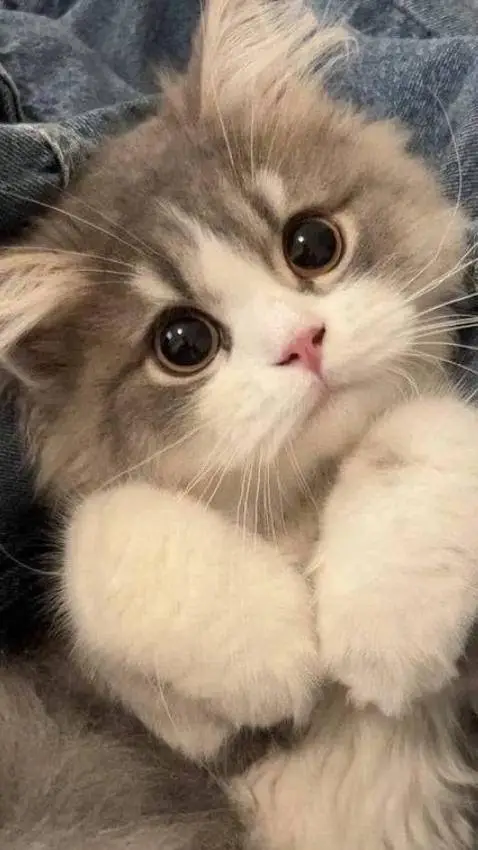 ai character: tu gatito background