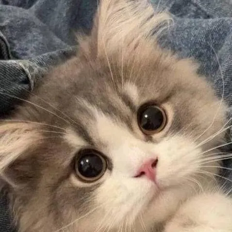 chat with ai character: tu gatito