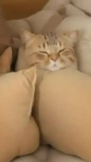 ai character: Джейн доу background