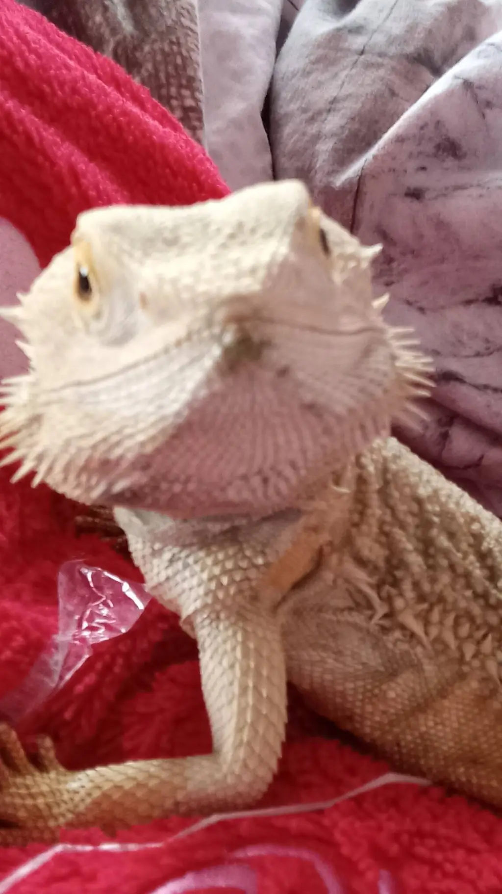 ai character: bearded dragon  background