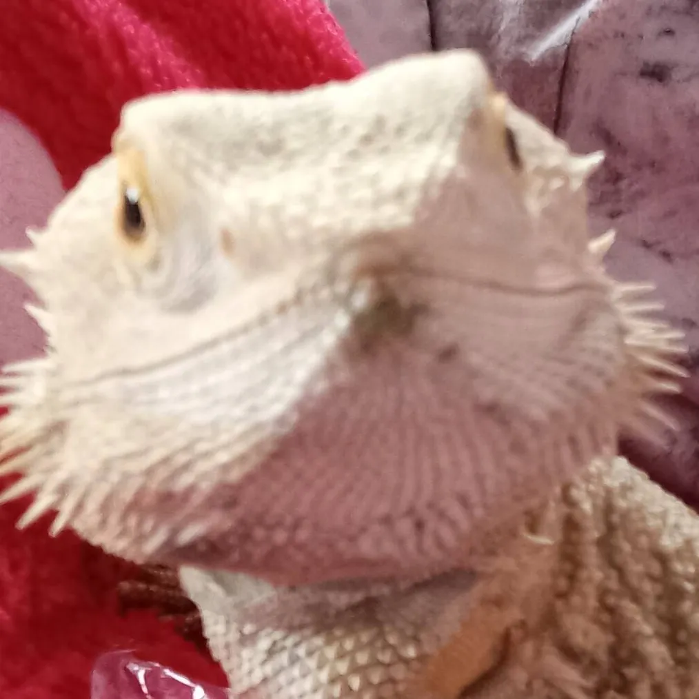 chat with ai character: bearded dragon 