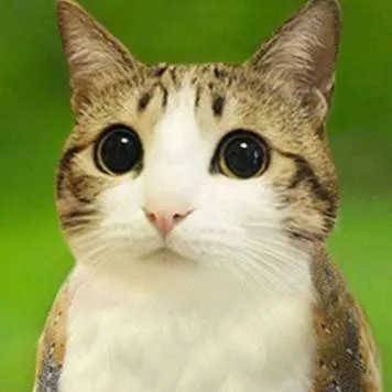 chat with ai character: Meowl