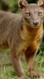 ai character: Fossa background