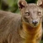 chat with ai character: Fossa