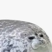 chat with ai character: seal plushie