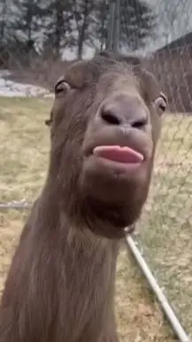 ai character: CRAZY GOAT background